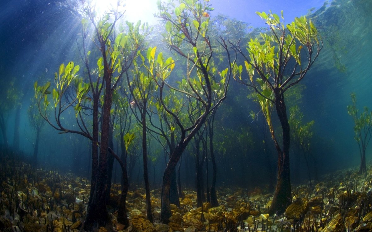 Мангровые подводные леса
