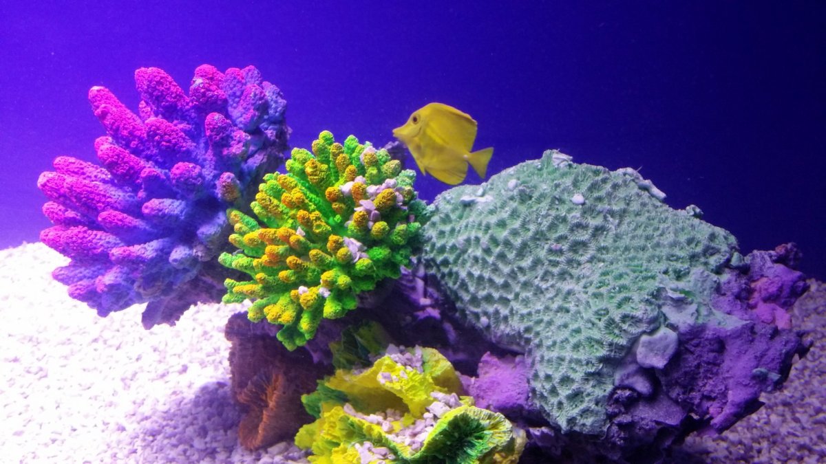Коралловые полипы Тихого океана