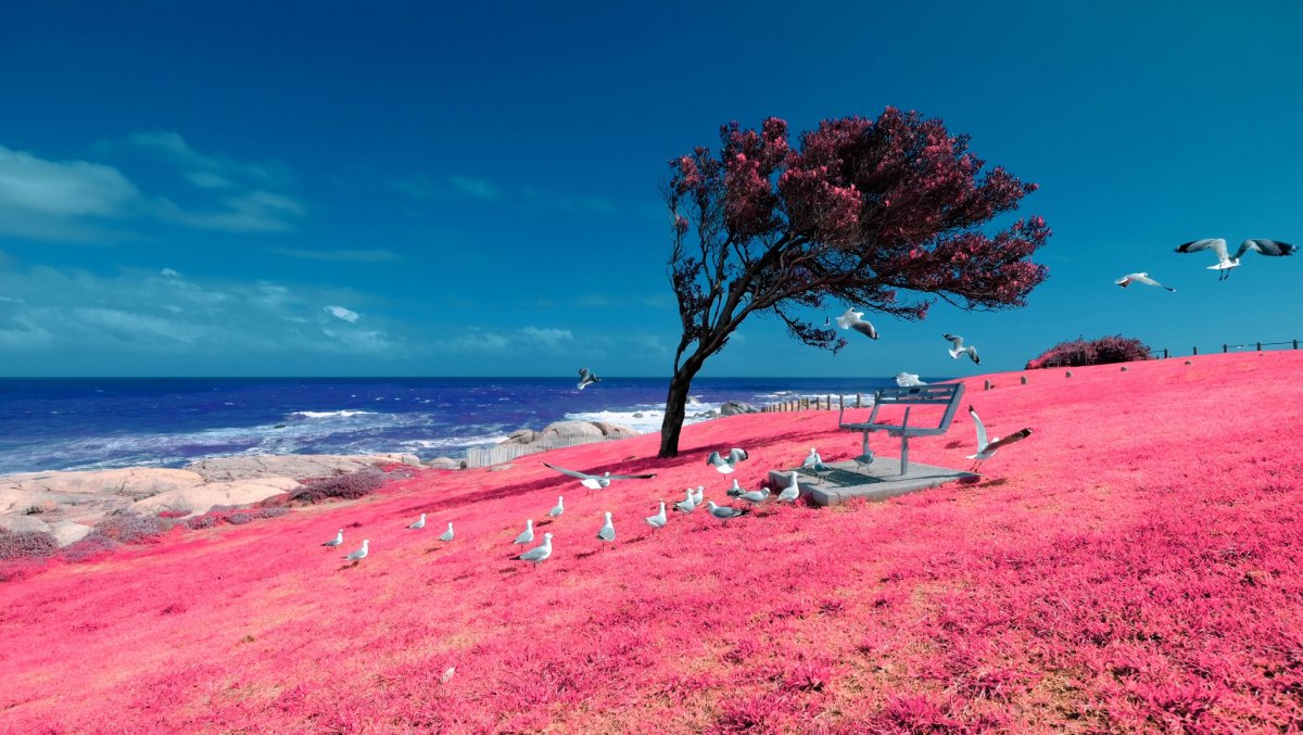 Розовый пляж Багамы