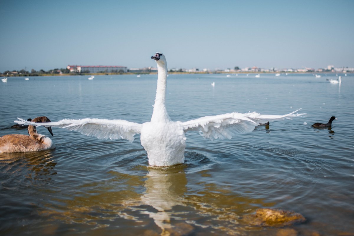 Лебеди в Крыму в Евпатории