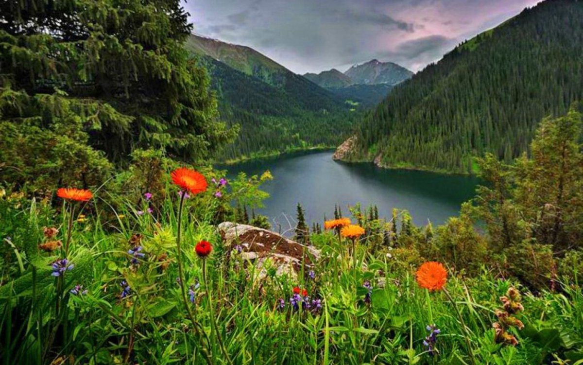 Горы лес озеро река Долина цветы