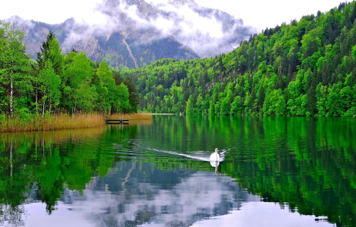 Лебедь озеро лес