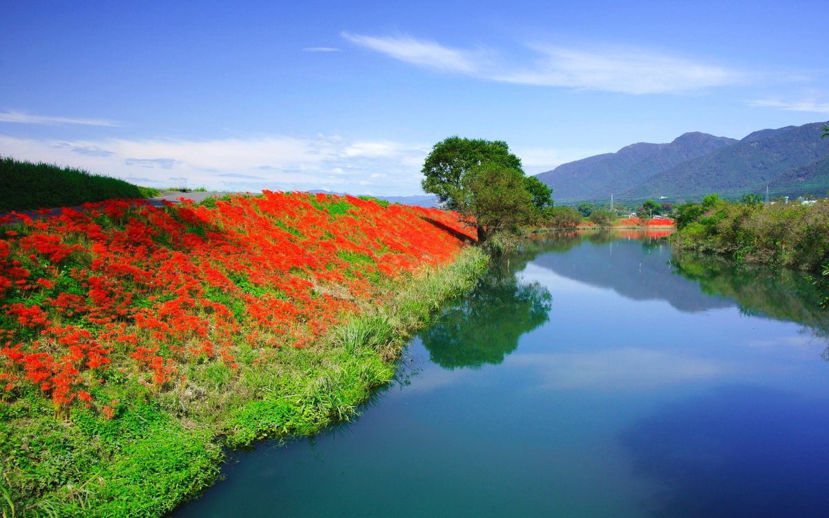 Река природа и цветы