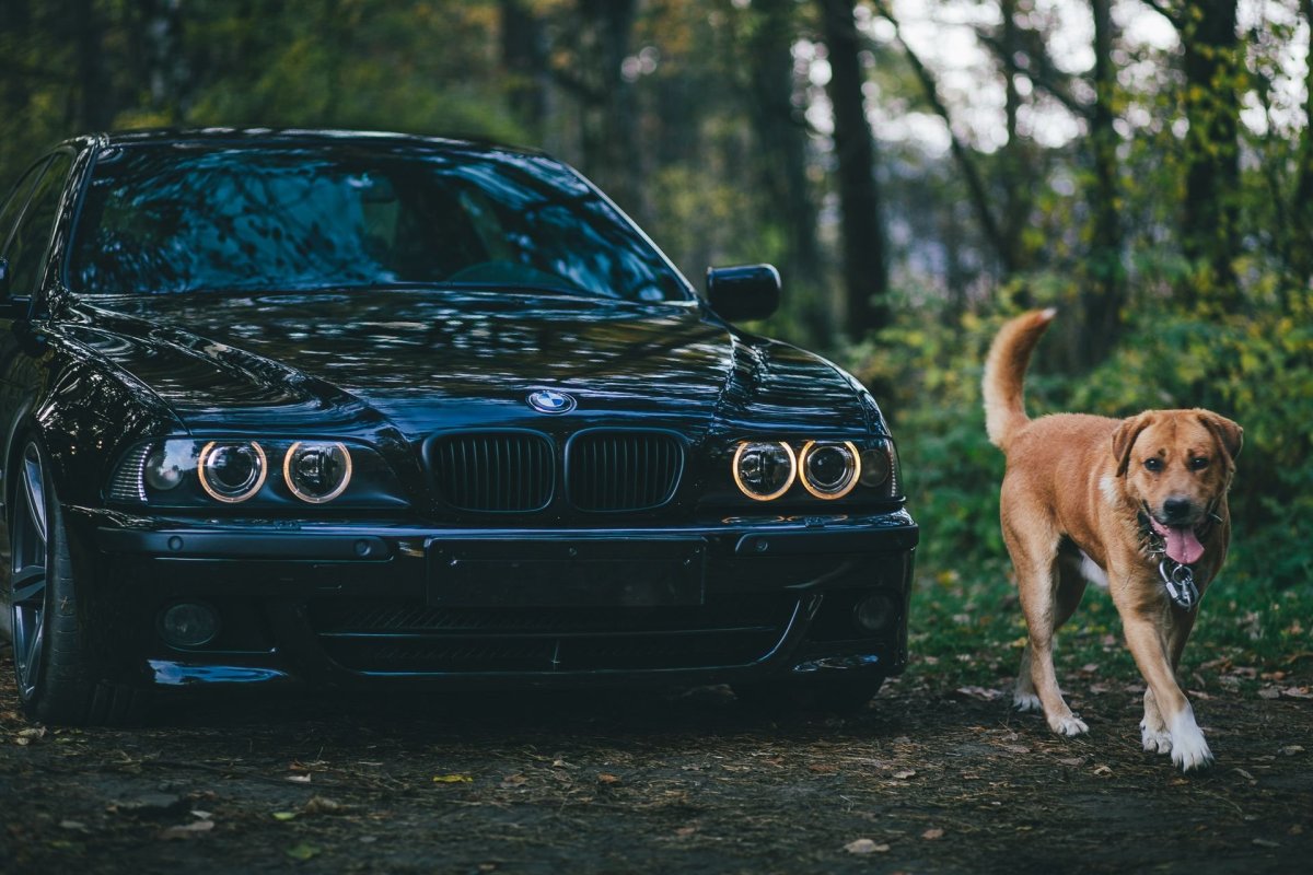 Доберман и BMW e39