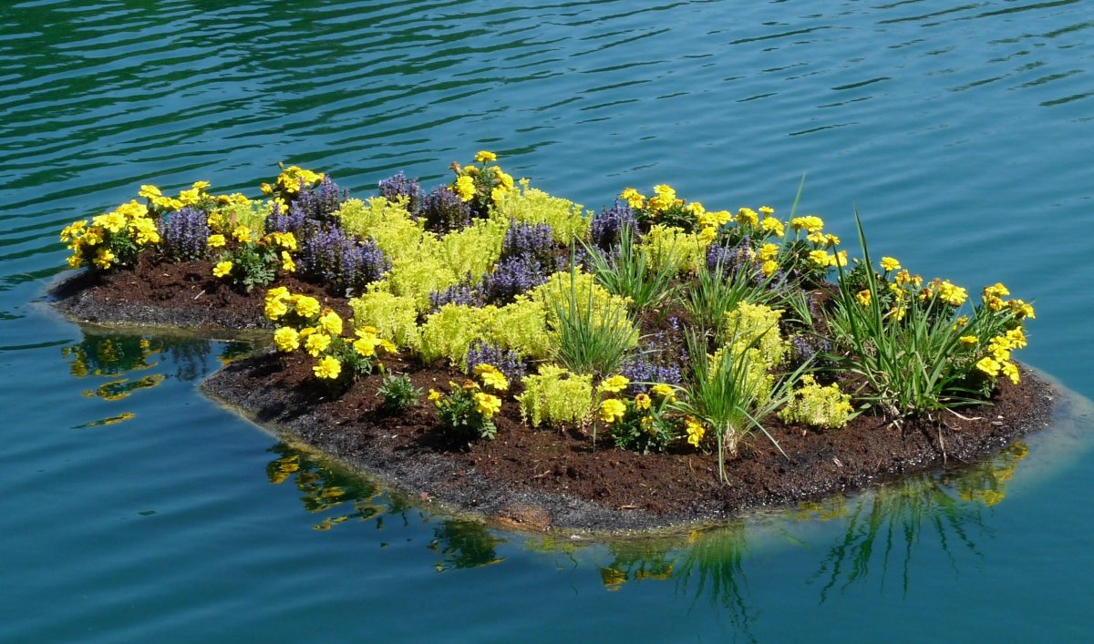Плавучие острова растений