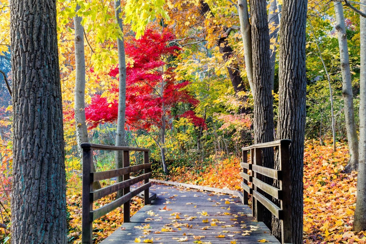 Осень лес парк