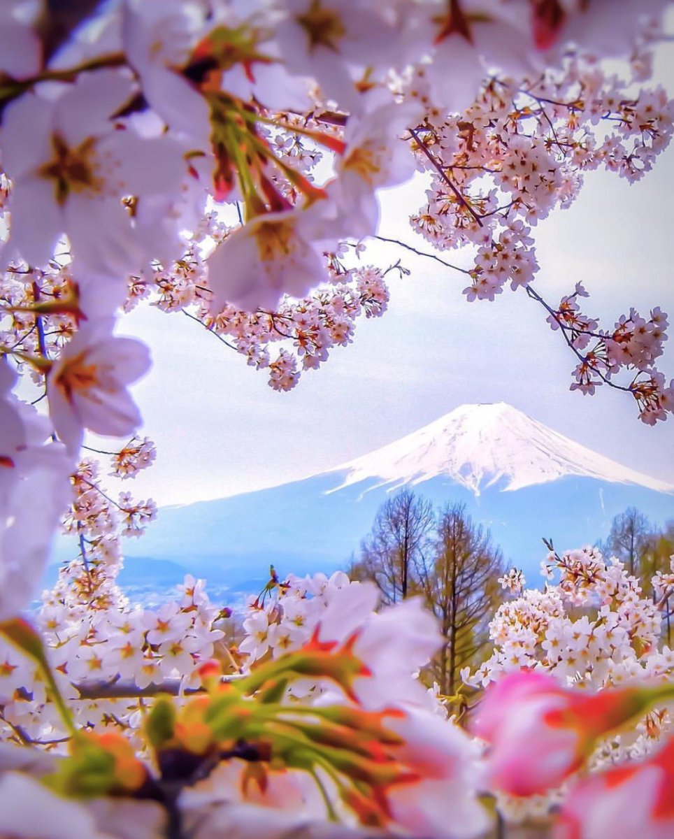 Япония цветение Фудзи