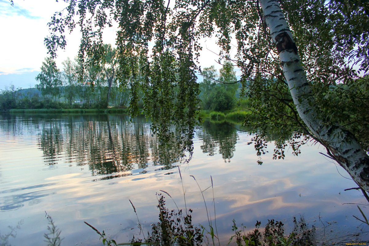 Березовая роща озеро Ивановская область