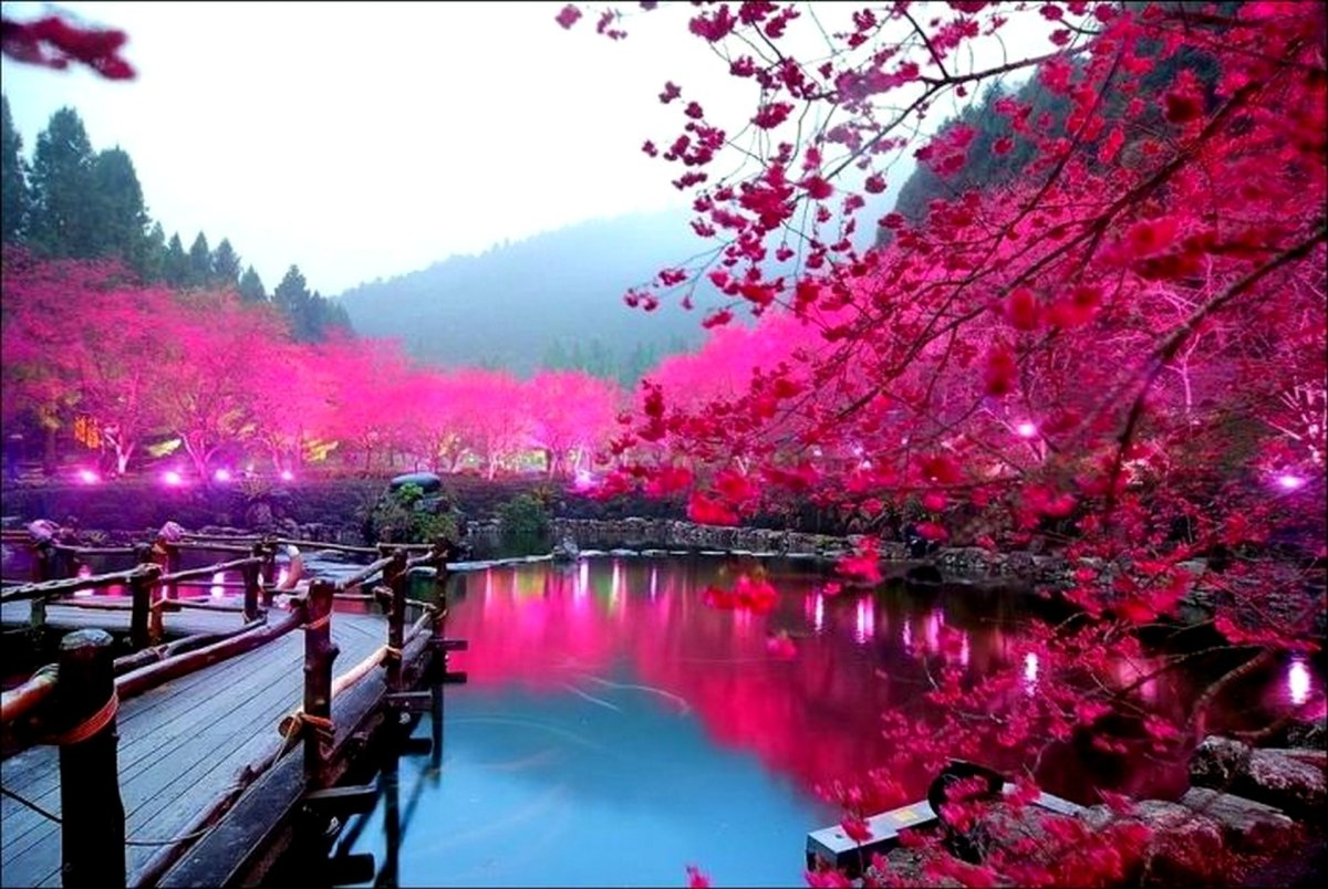 Киото цветение Сакуры