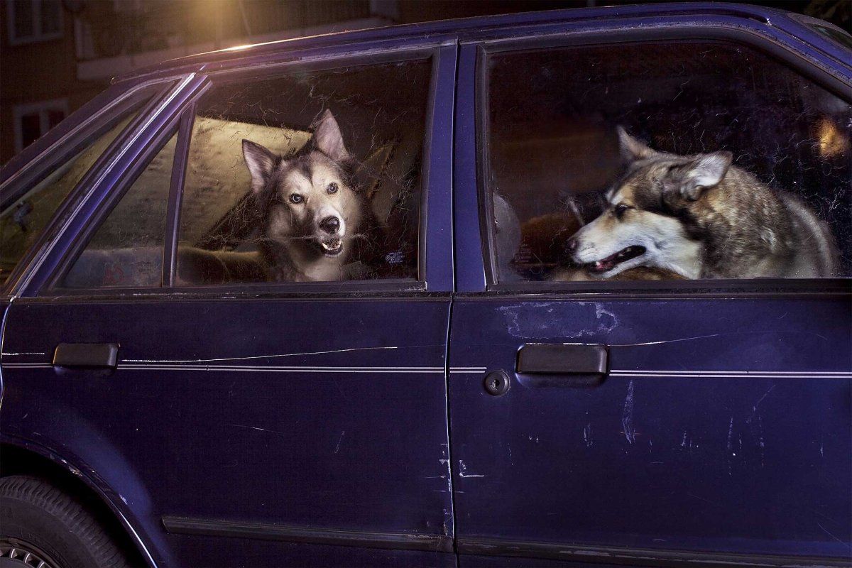Грустная собака в машине