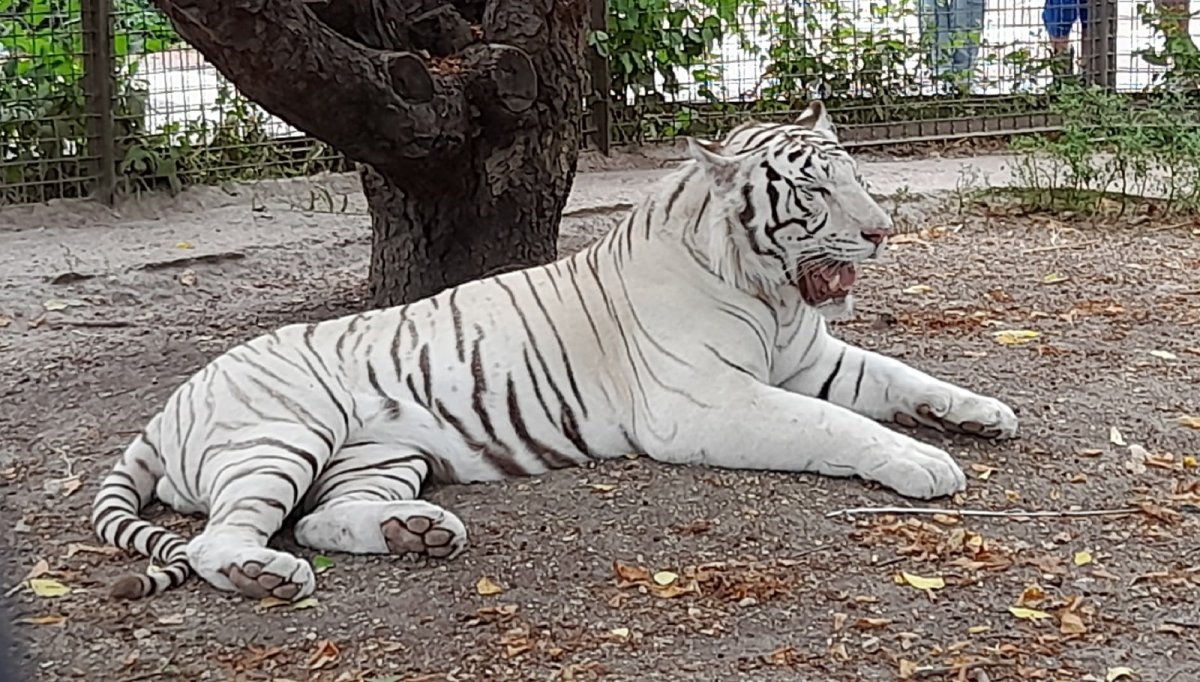 Белый бенгальский тигр Тайган