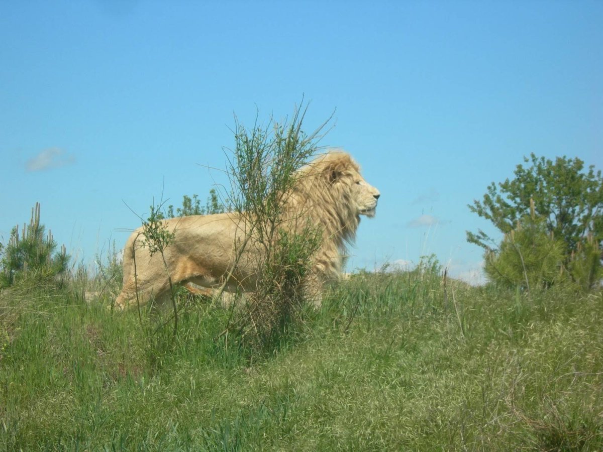 Тайган сафари статуя Льва