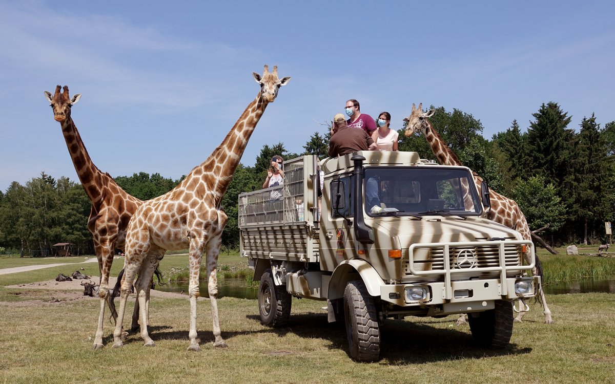 Serengeti Park Bollenson расстояние