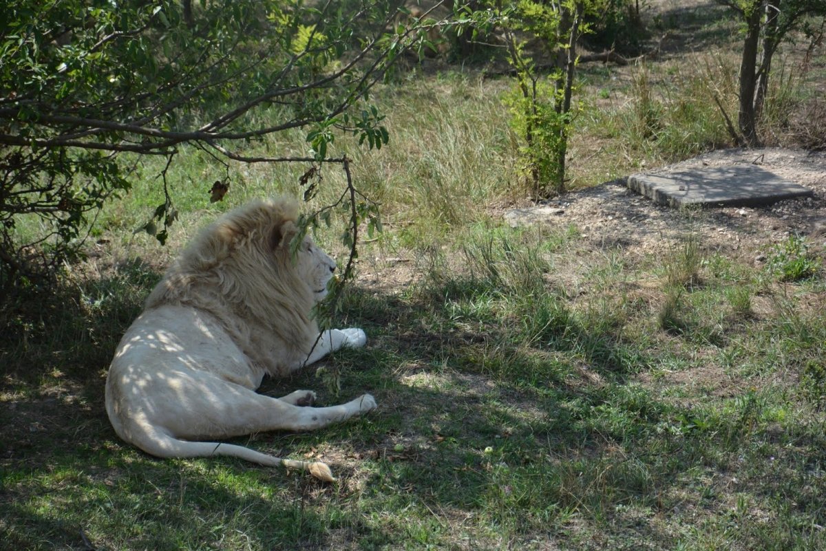 Тайган белый Лев