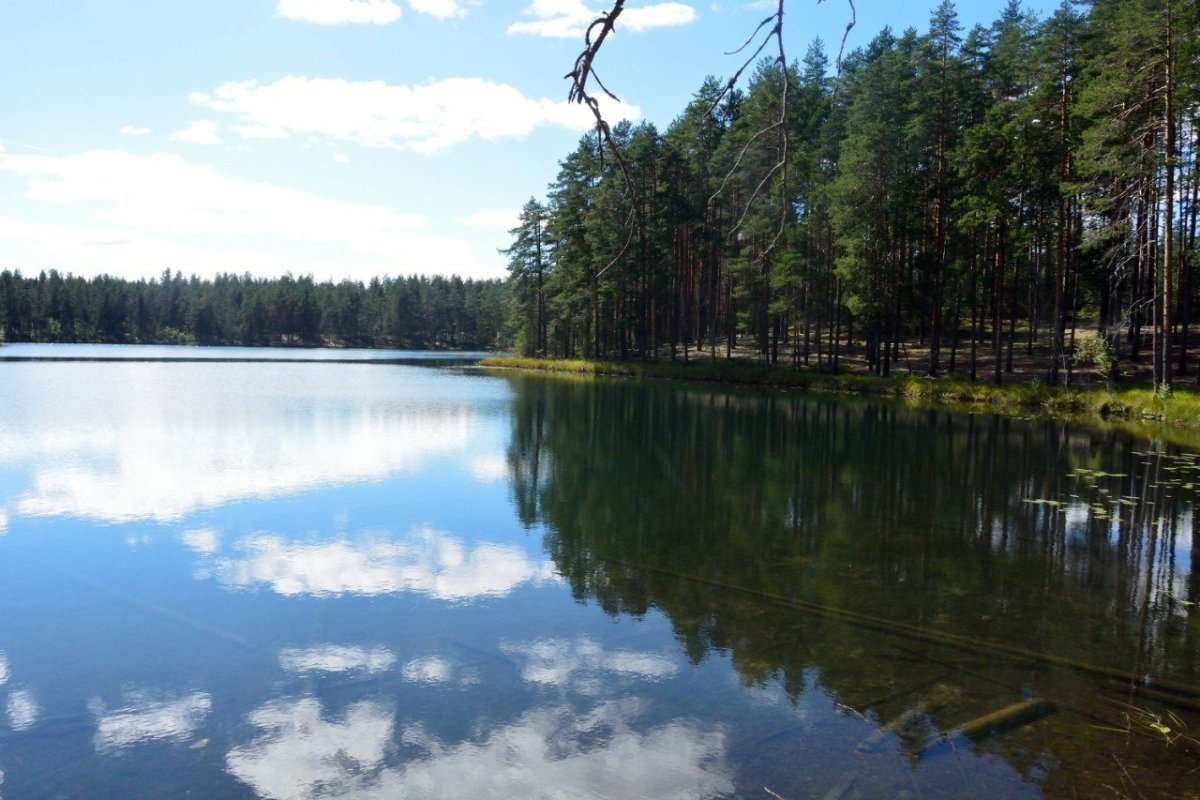 Лесные озера Щелковский район
