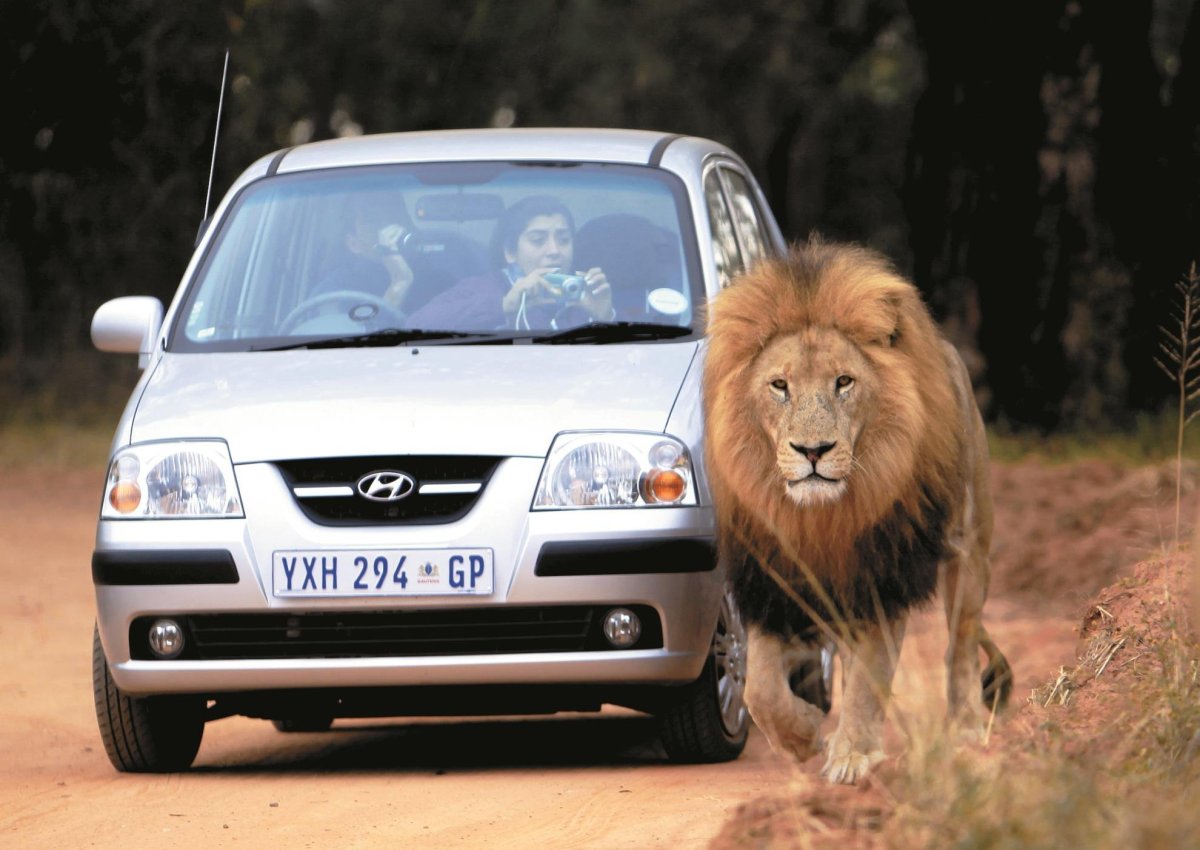 Лев в машине на сафари