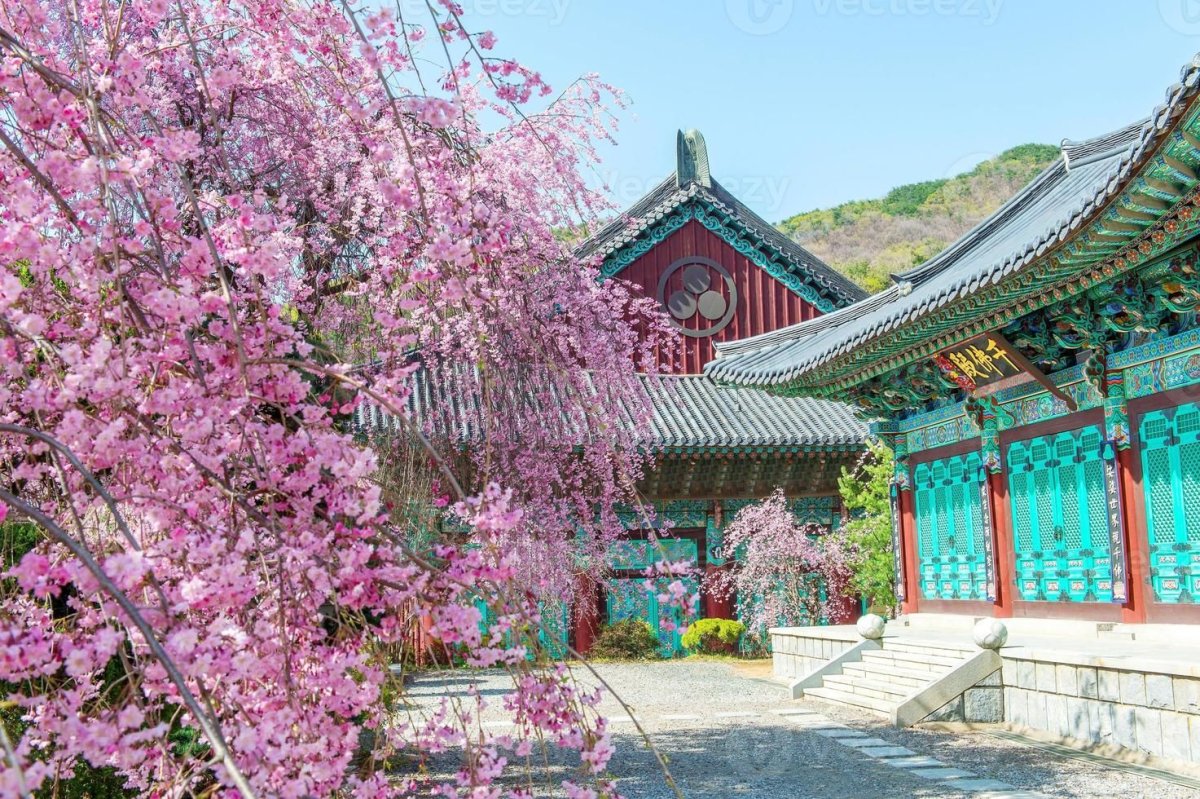Сеул дворец кёнбоккун Сакура цветет