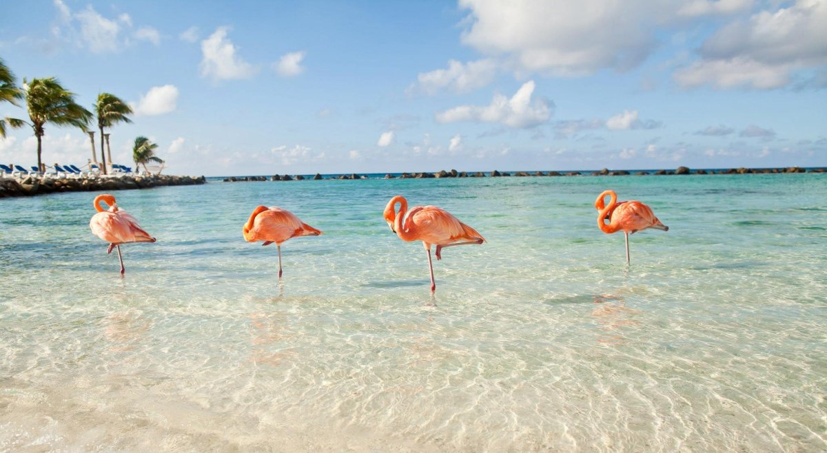 Остров Фламинго Тунис Джерба