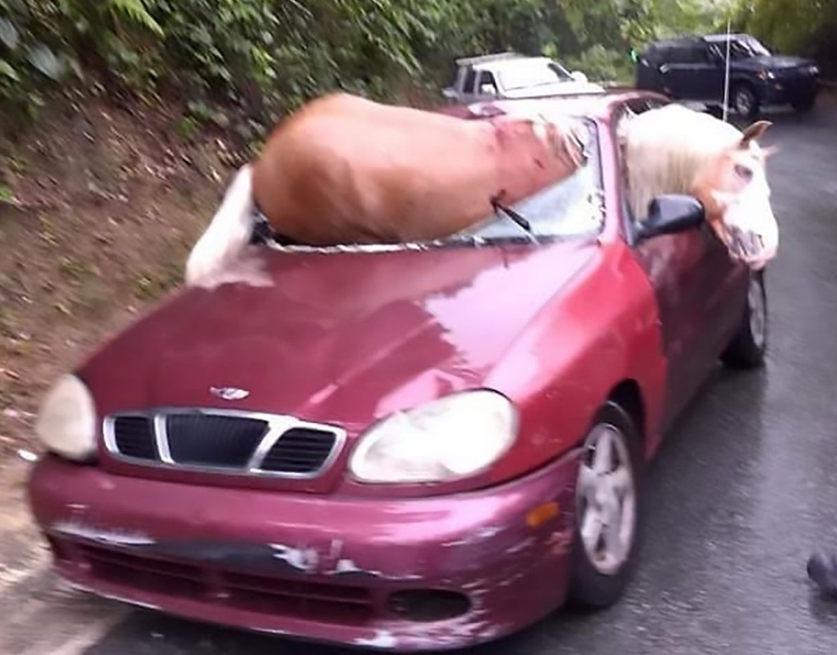 Автомобиль врезался в коней