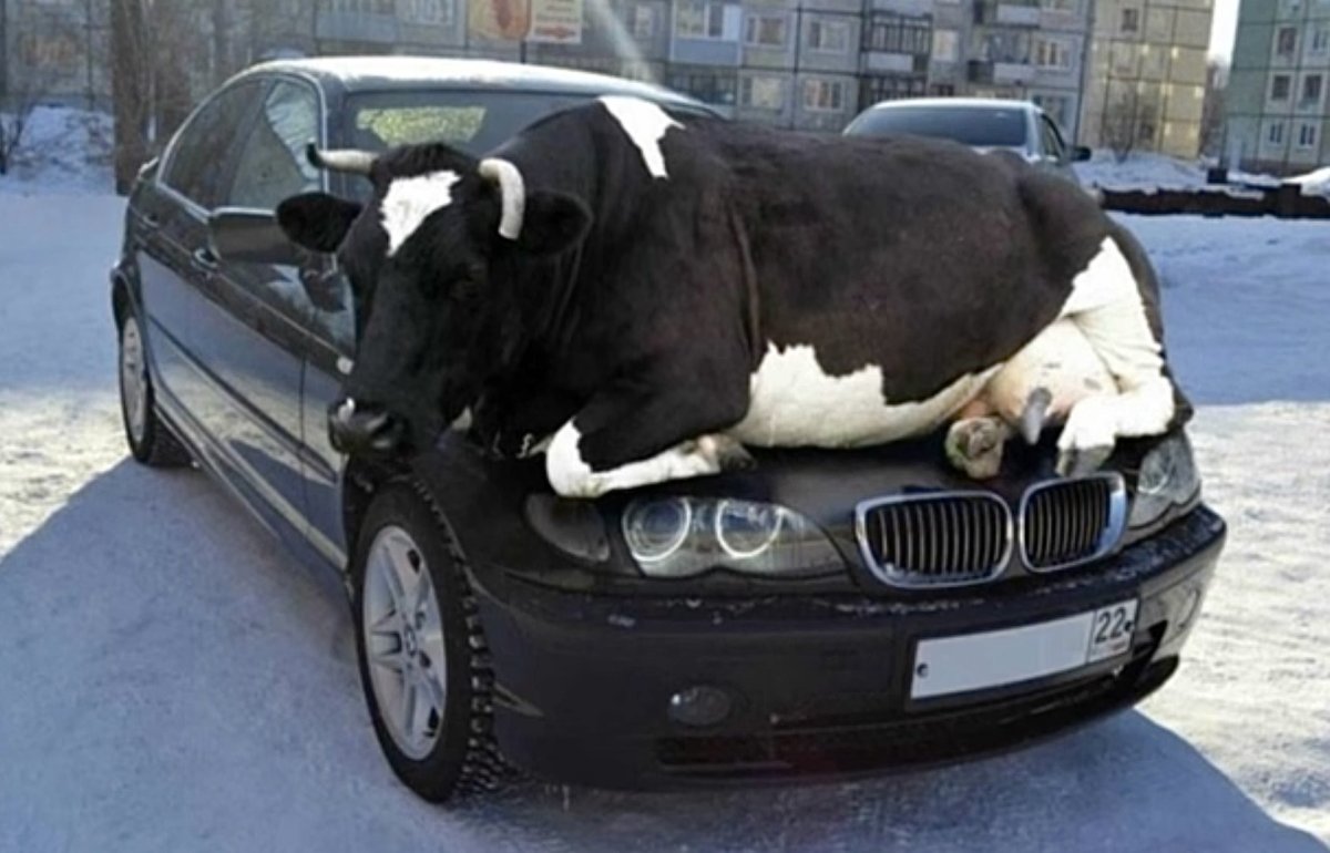 Корова в машине