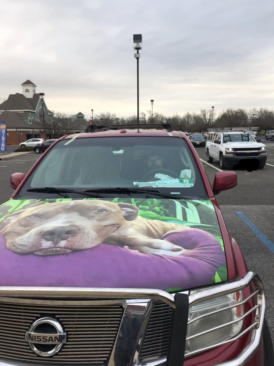 Собака на капоте машины