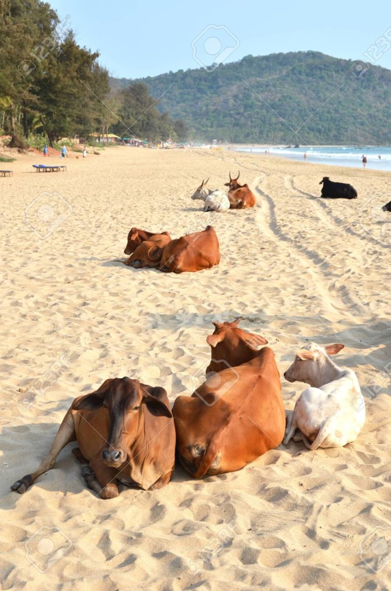 Пляж Агонда Гоа фото