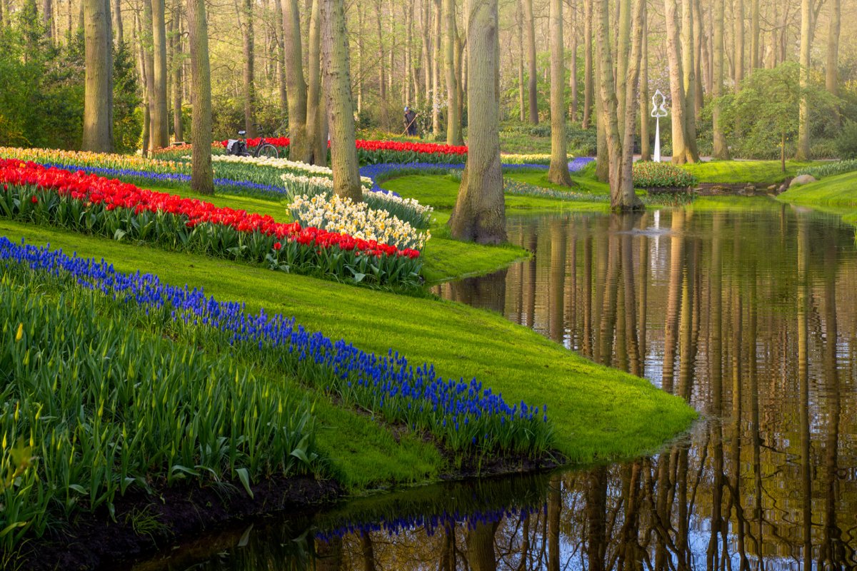 Королевский парк тюльпанов Кейкенхоф