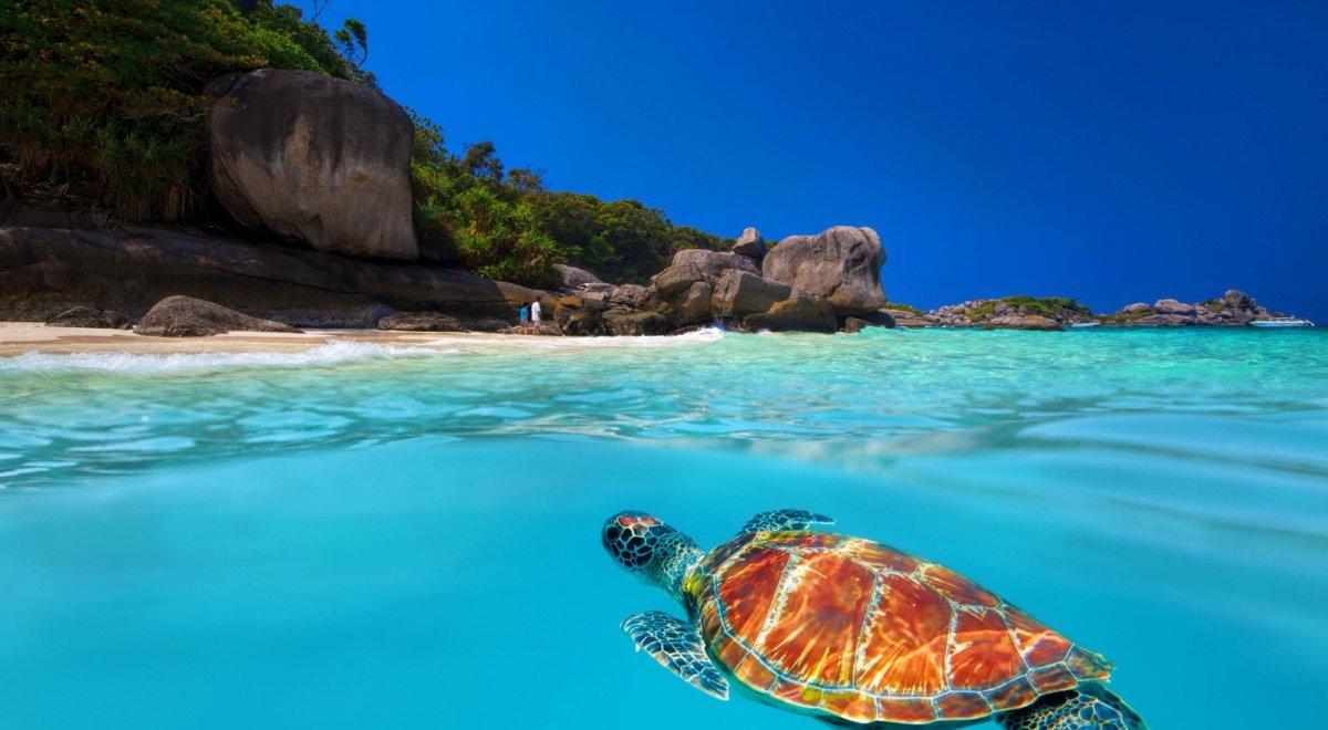 Симиланские острова черепахи