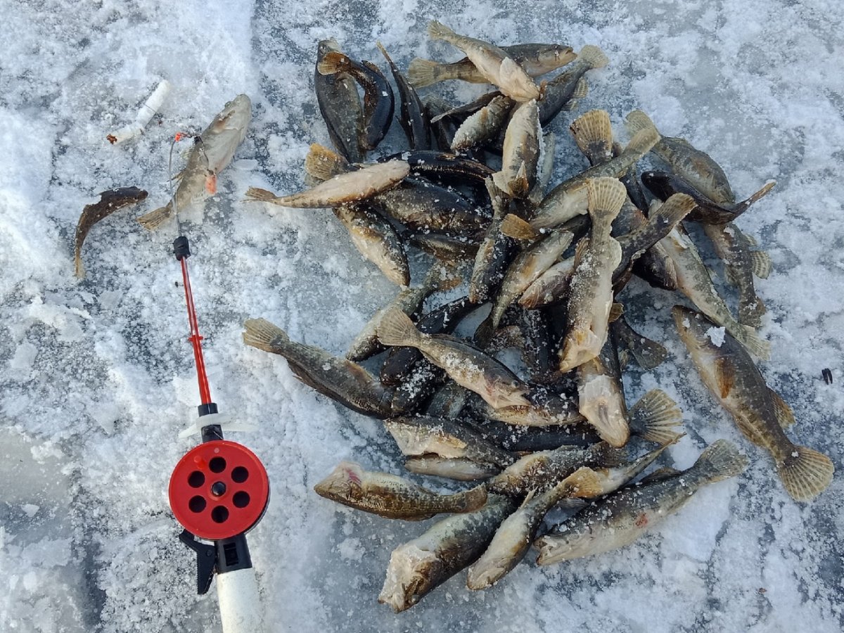 Отчеты о рыбалке Алтайский