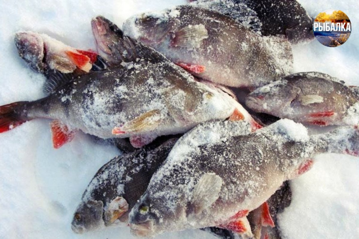 Зимняя рыбалка окунь Горбач