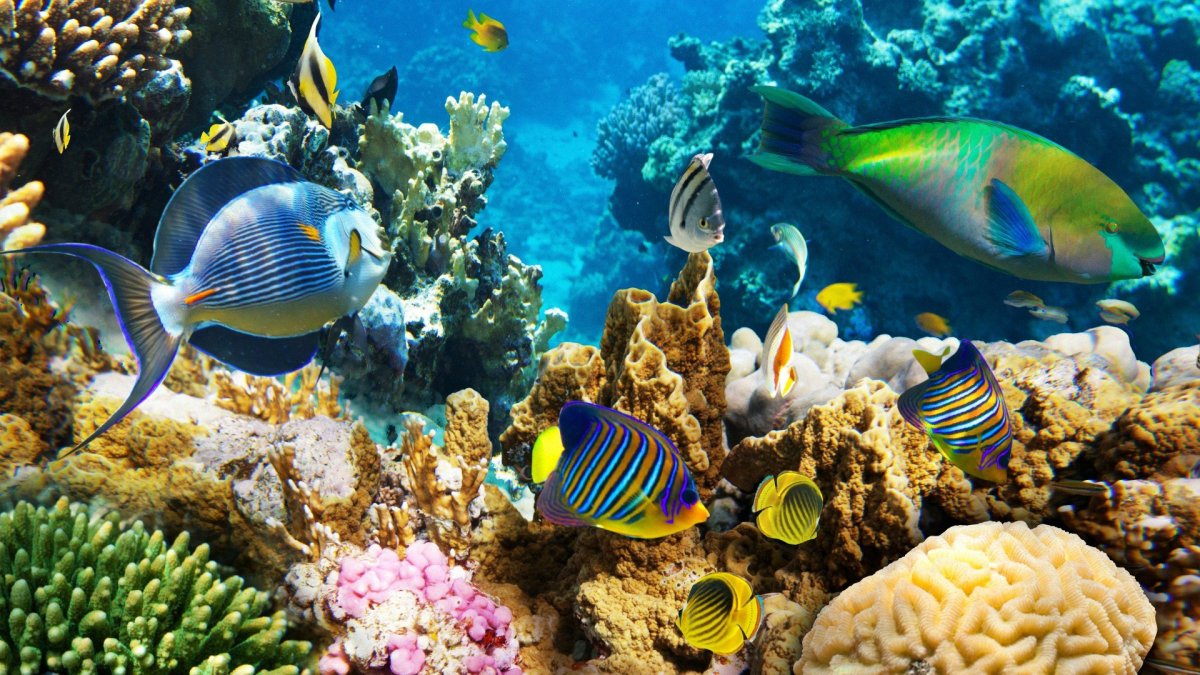 Рыбки Египта коралловый риф