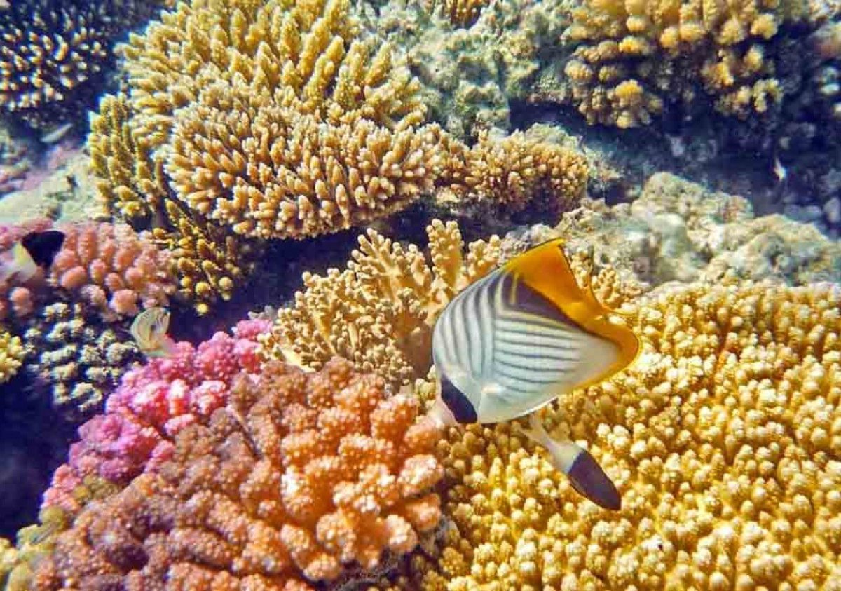 Коралловый риф Египет Хургада