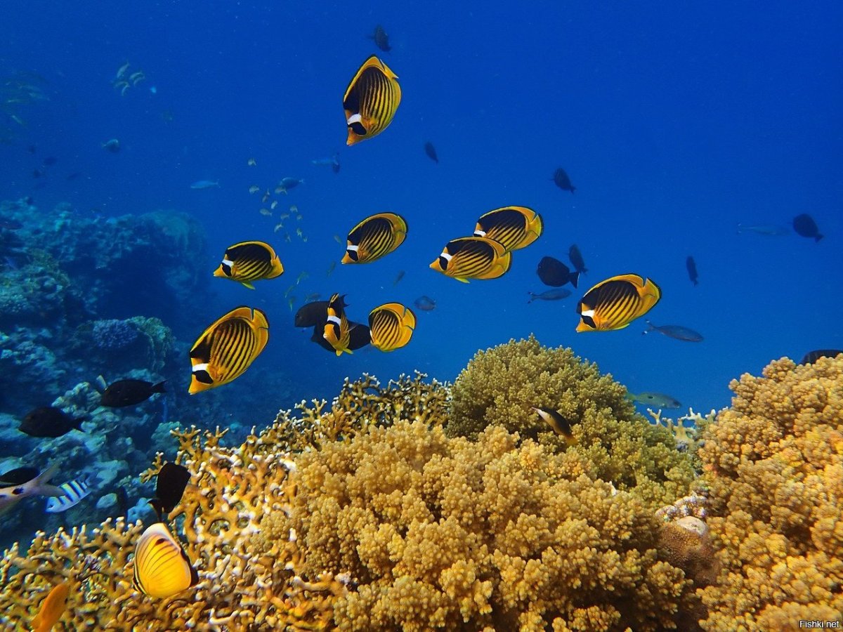 Доминикана подводный мир