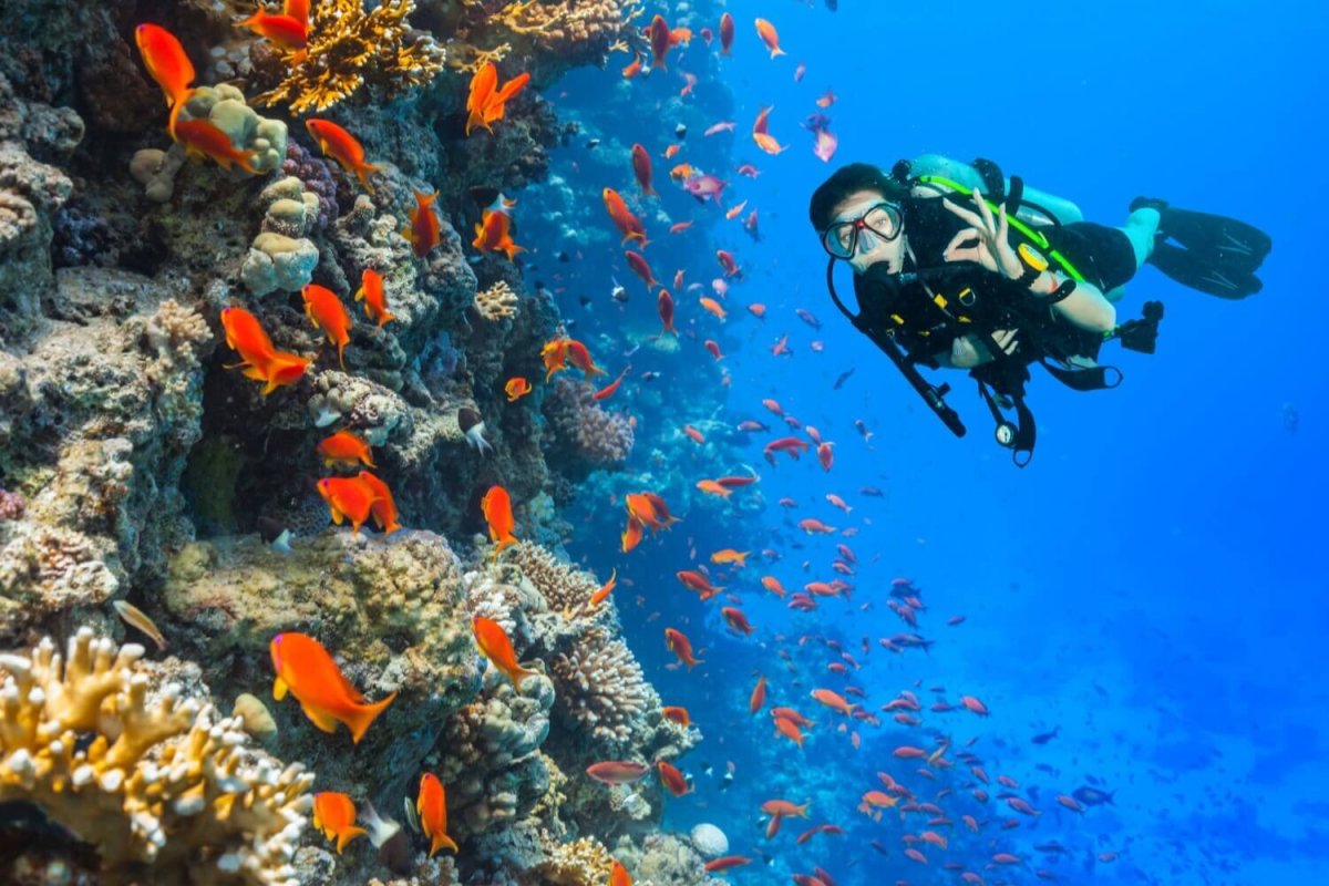 Коралловый риф водолаз