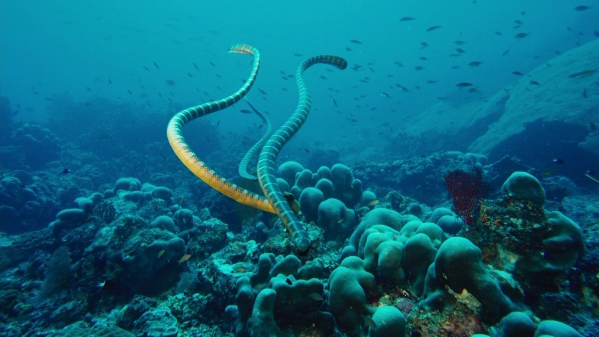 Морская змея большой Барьерный риф