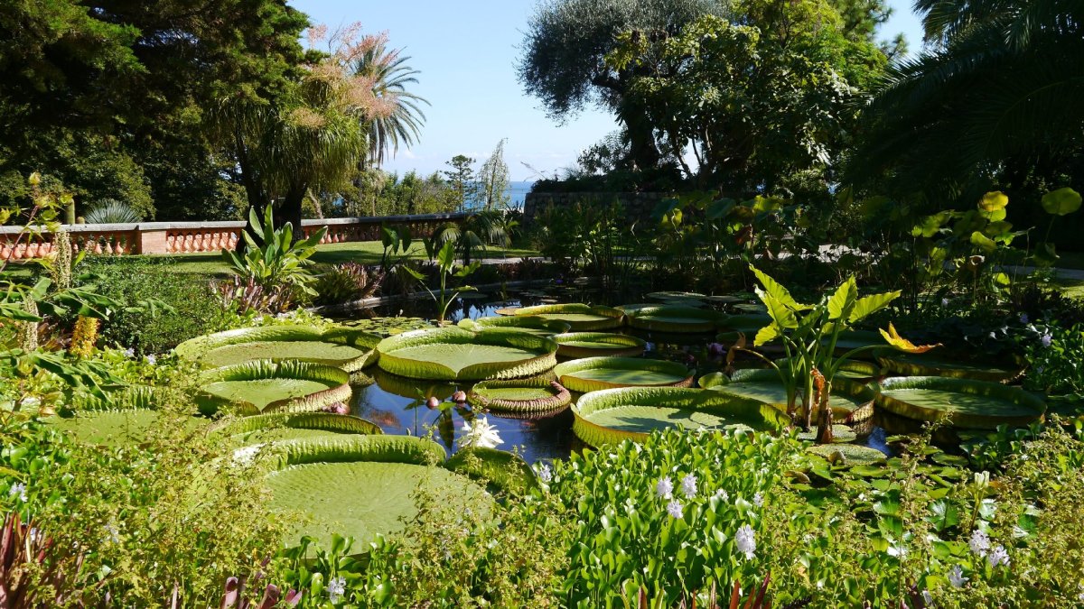 Сад «Jardin exotique»