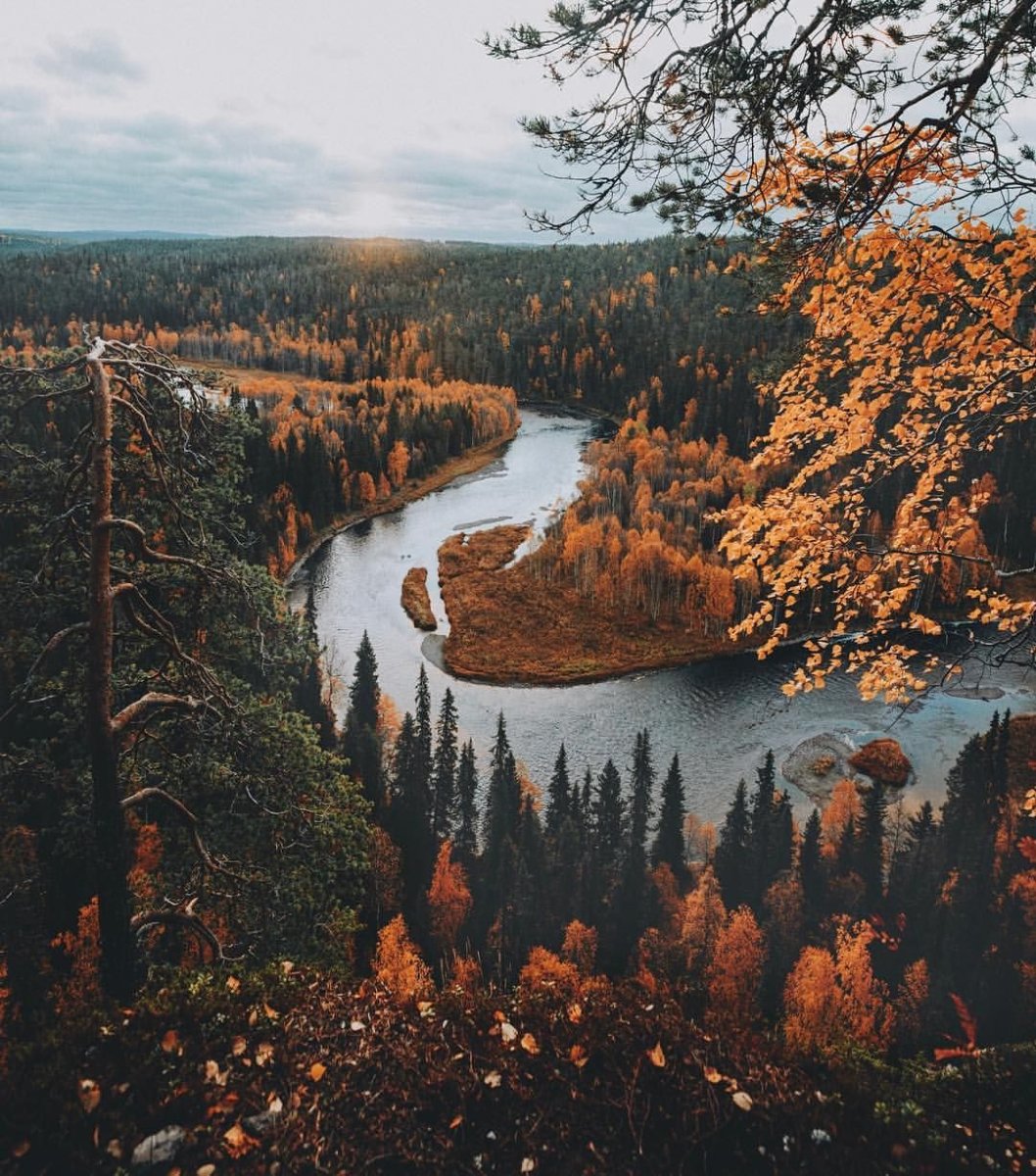Финская Карелия лес