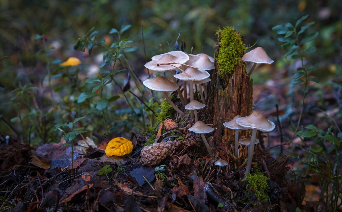 Биоразнообразие фото грибы растения