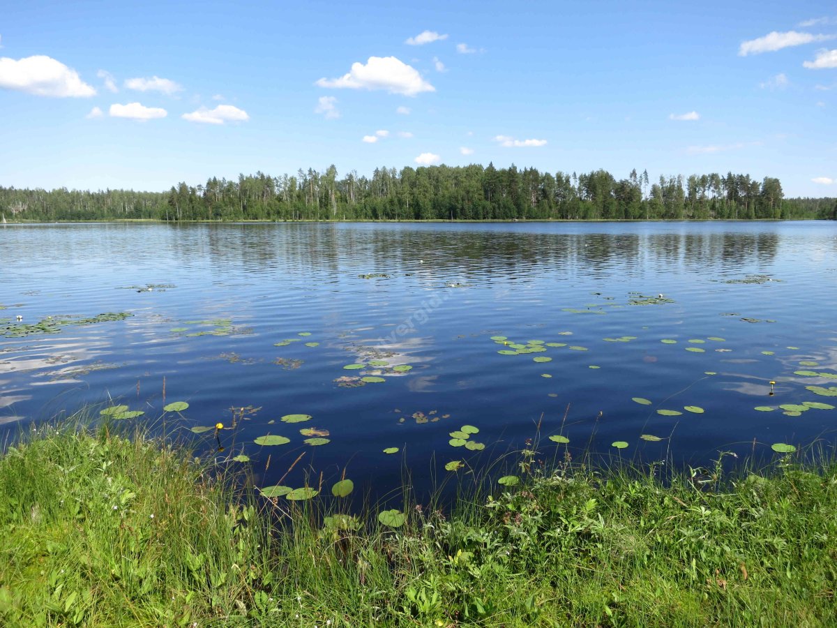 Вишневское озеро Ленинградская