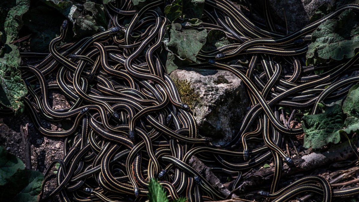 Snakes of Narcisse
