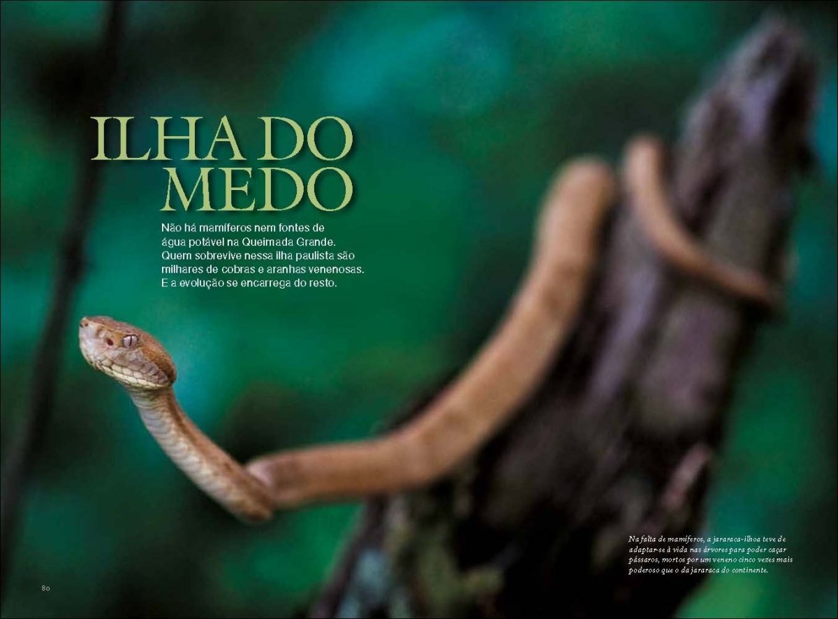 Змеи Бразилии