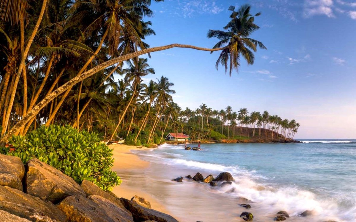 Шри Ланка Мирисса пальмы Далавелла