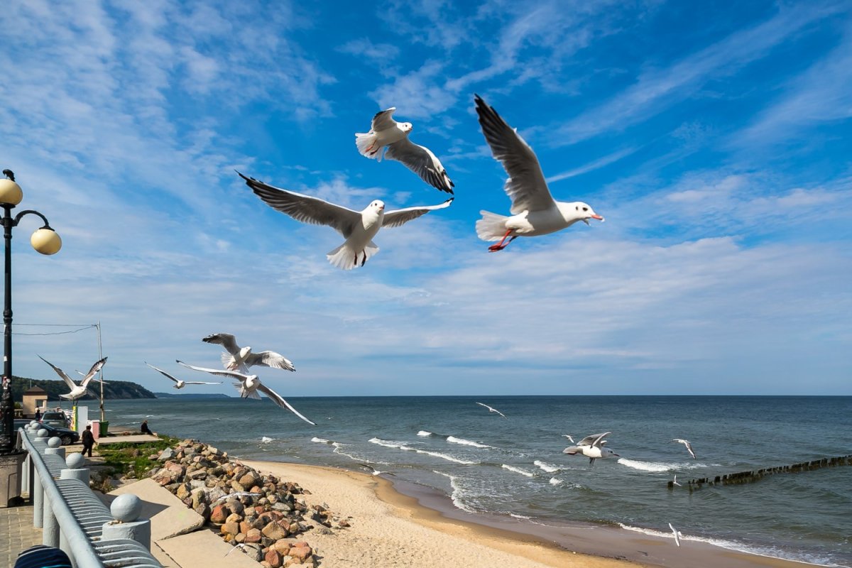 Птицы Балтийского моря Зеленоградск