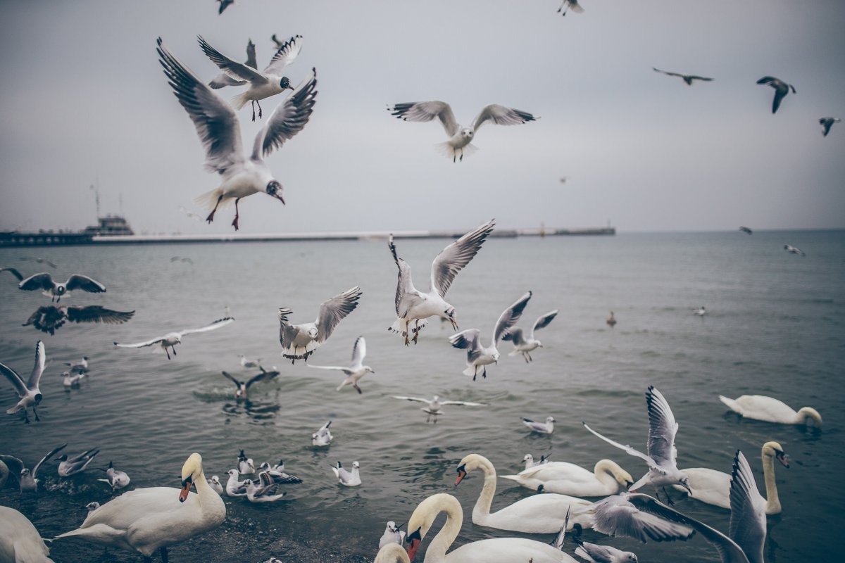 Птицы белого моря