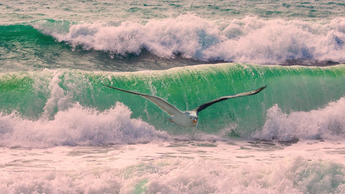 Море волны птицы