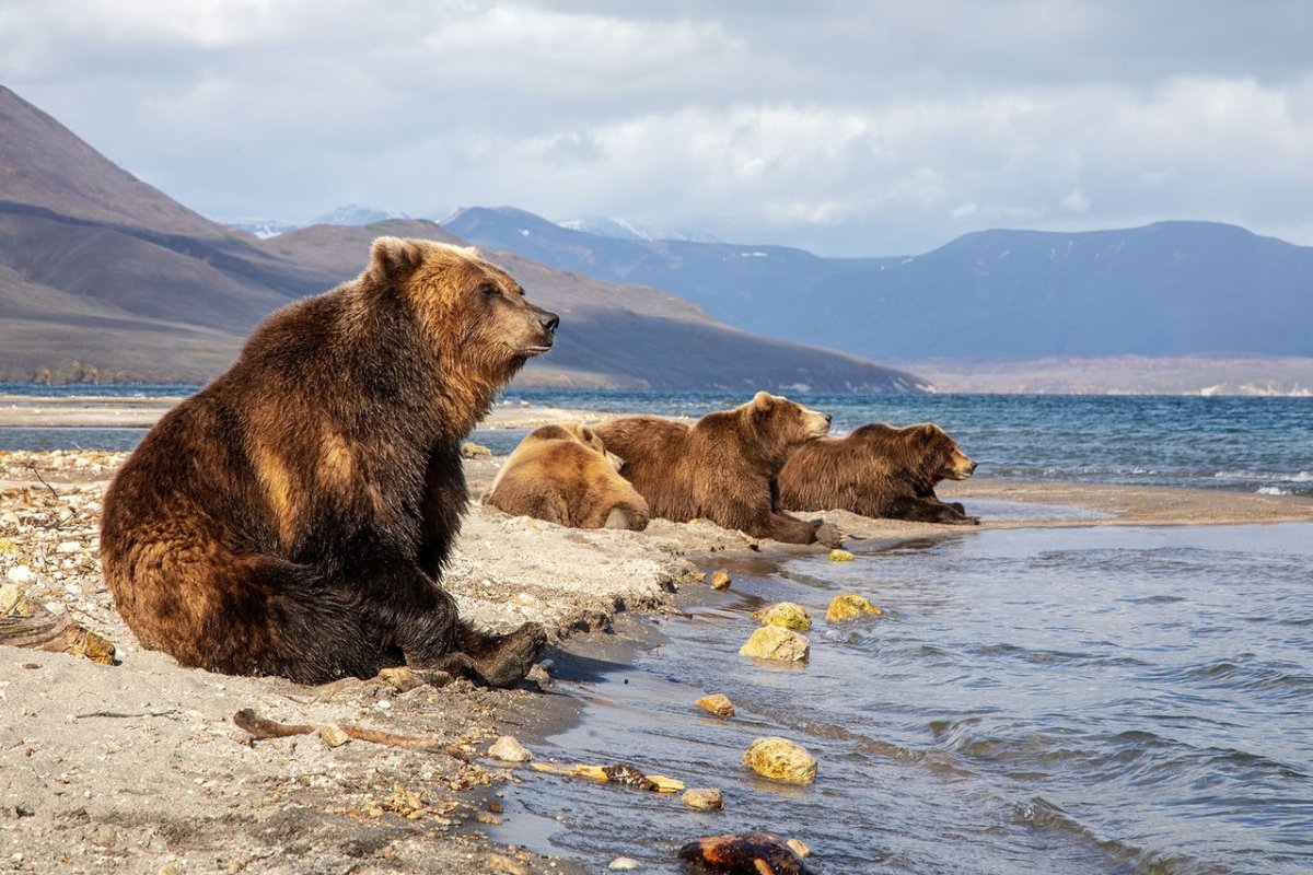 Курильское озеро Камчатка медведи