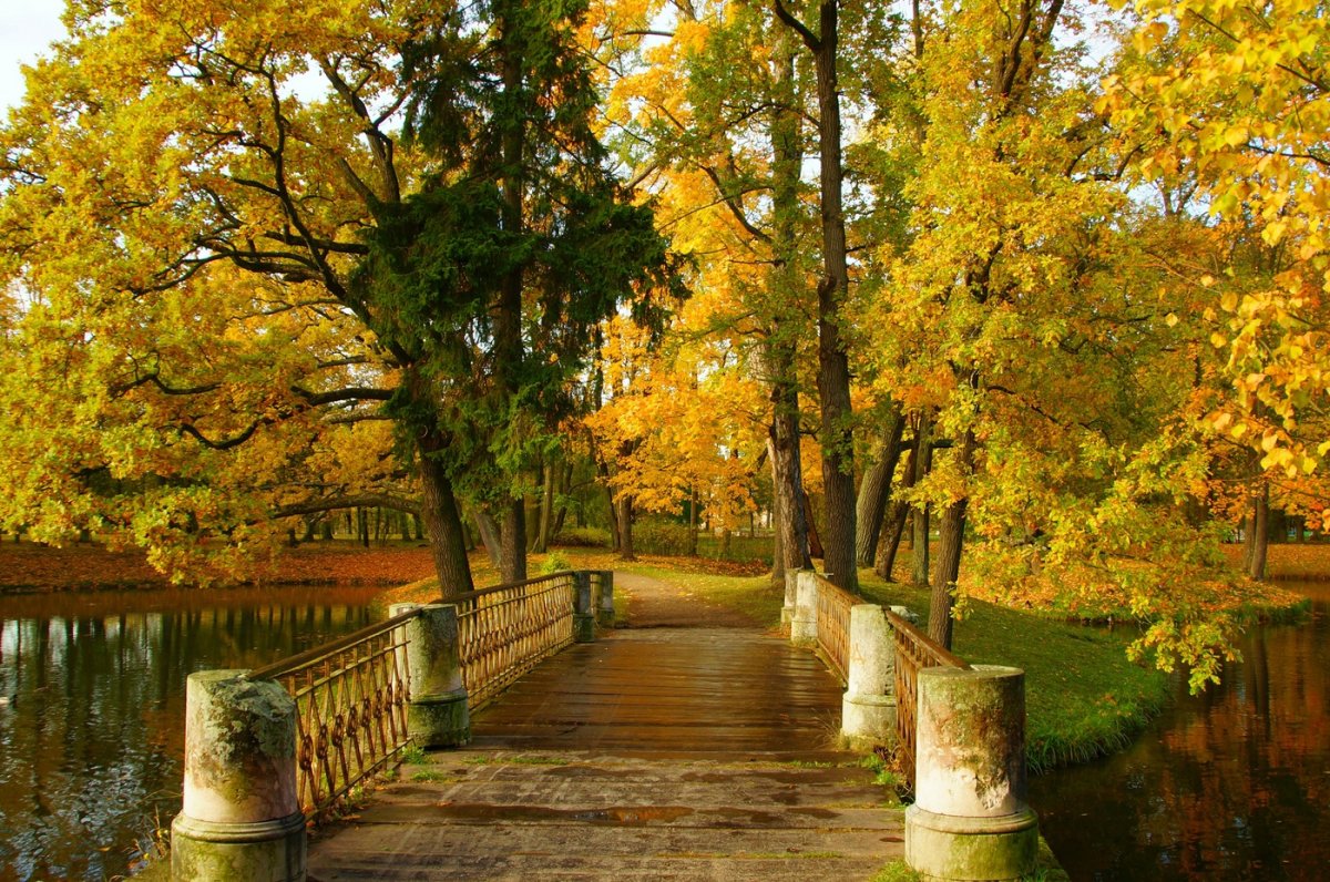 Золотая осень Александровский парк СПБ