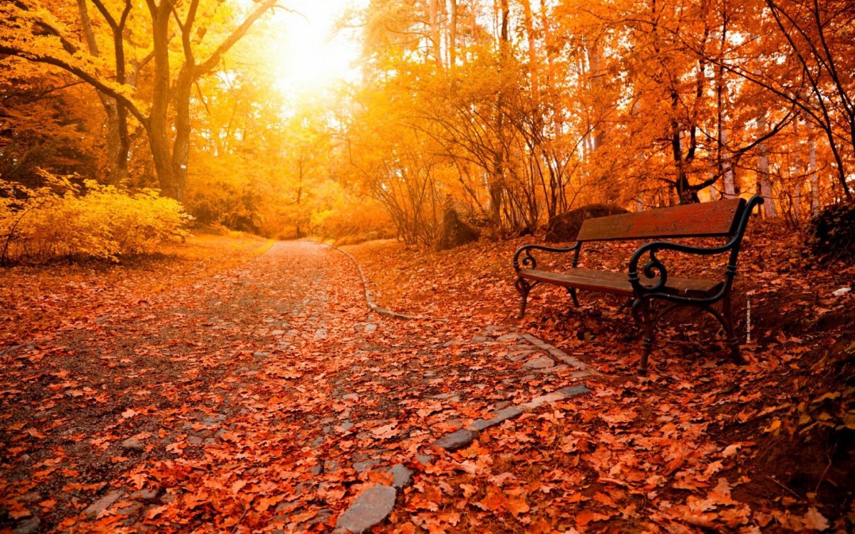 Осень скамейка в парке