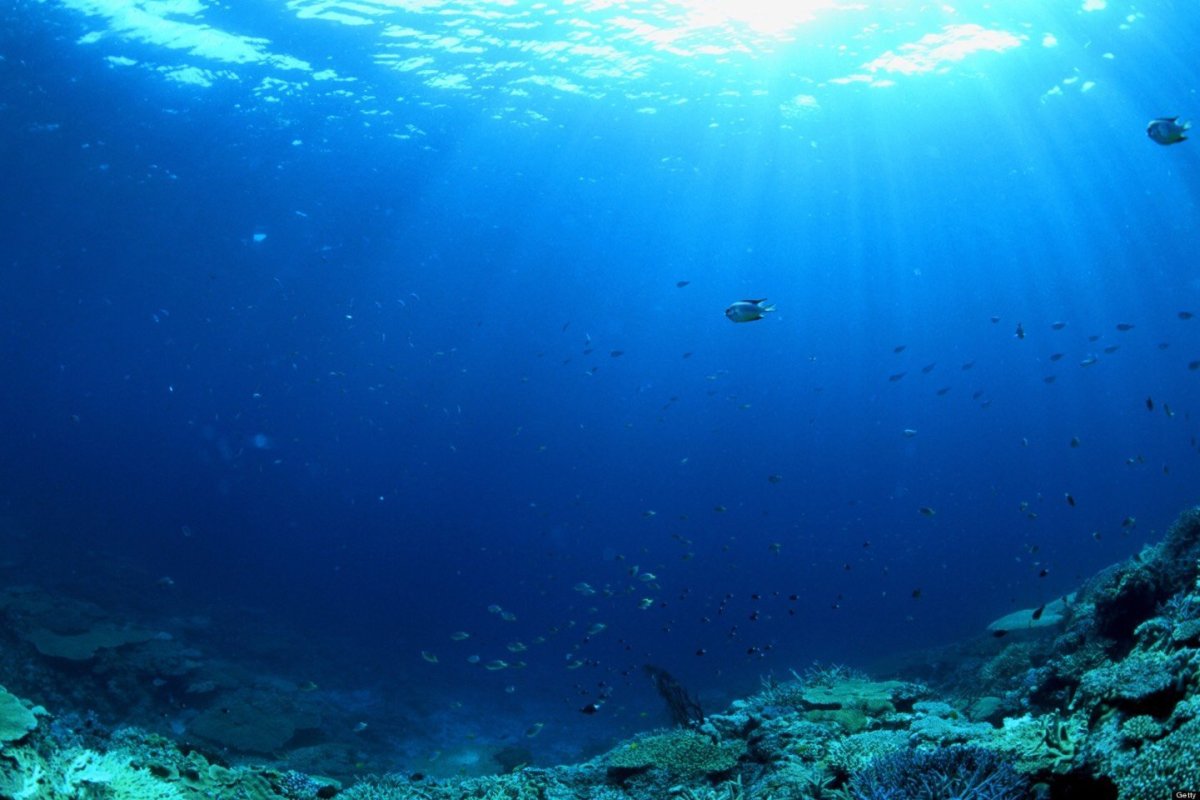 Подводный мир Марианской впадины