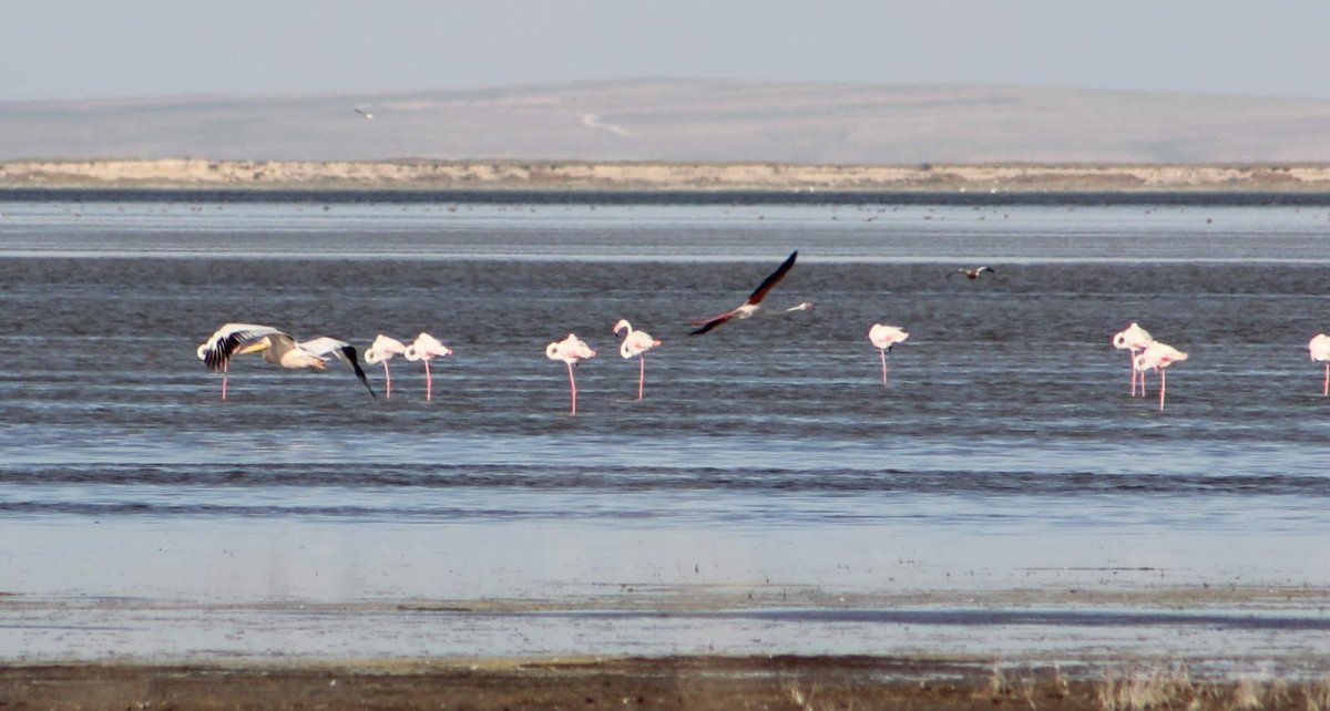 Соленое озеро птицы